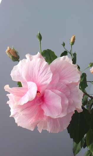 2015-05-22 17.58.35 - HIBISCUS 2015