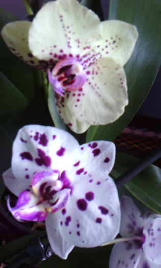 2015-05-22 17.45.31