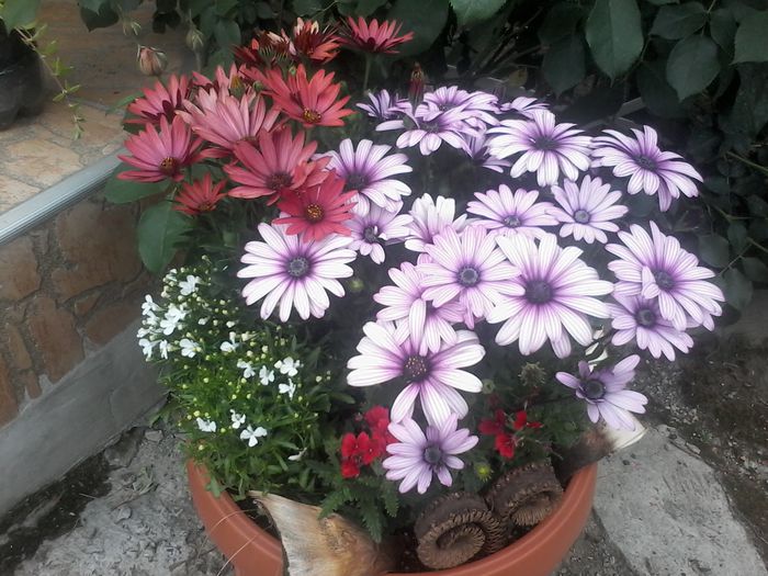 20150522_182138 - Osteospermum