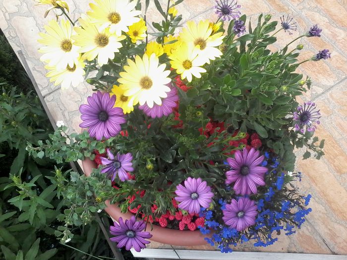 20150522_170806 - Osteospermum