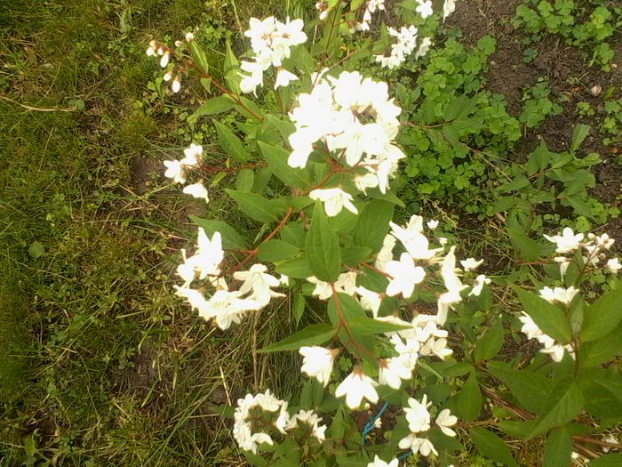 deutzia 2015 - Deutzia