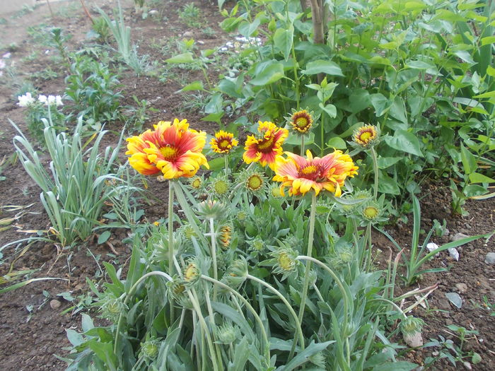 gaillardia aristata [fluturas] - fluturasi