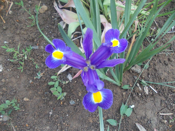 iris plouat