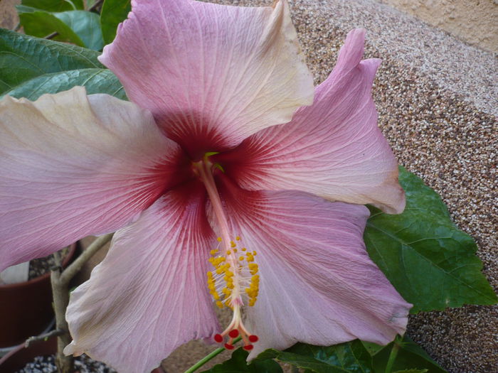 P1220317 - HIBISCUSI 2015-1