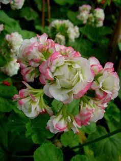 Appleblossom rosebud