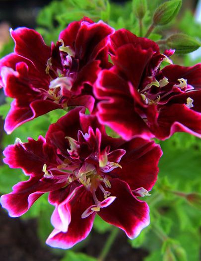 Quantok double diamond - Muscate 2015