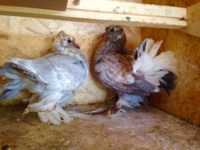 image - TINERET 2022