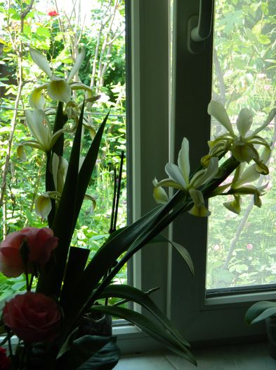 DSCN7544 - 2015_MAI_4