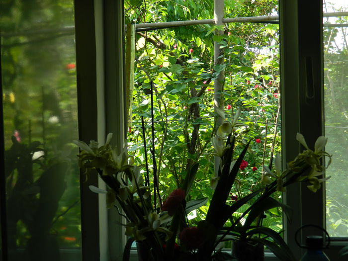 DSCN7556 - 2015_MAI_4