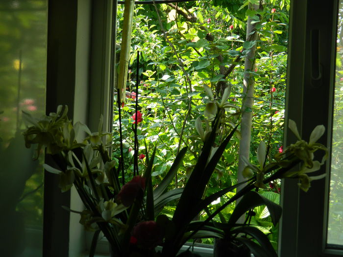 DSCN7557 - 2015_MAI_4