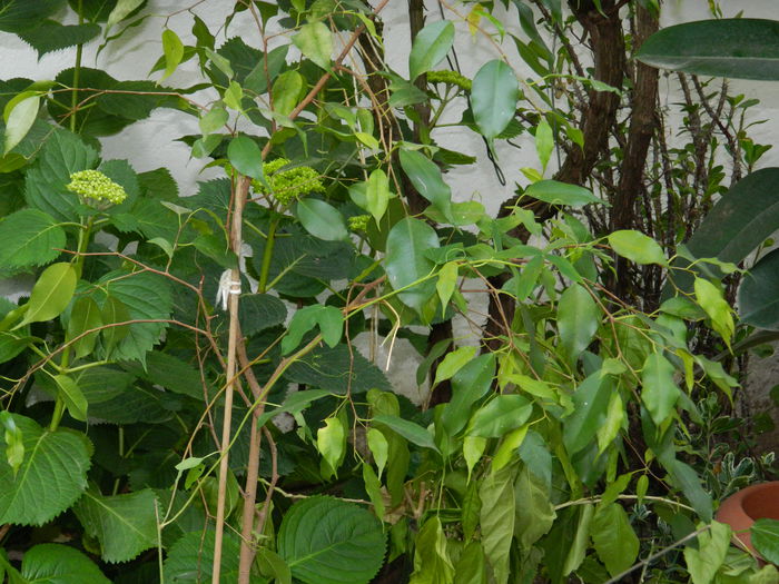 DSCN7562 - 2015_MAI_4