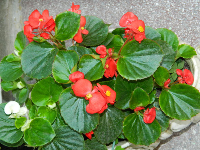 DSCN7567 - 2015_MAI_4