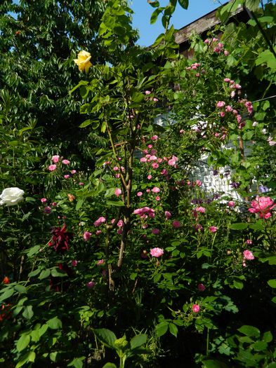 DSCN7576 - 2015_MAI_4