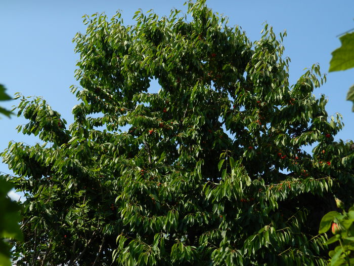 DSCN7583 - 2015_MAI_4