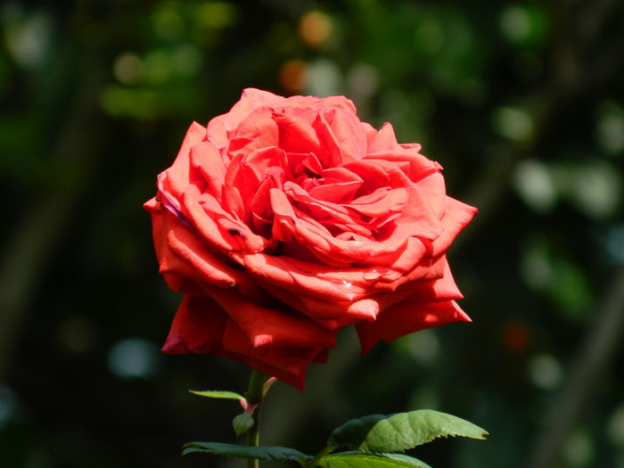 DSCN7614 - 2015_MAI_4