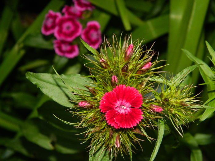 DSCN7640 - 2015_MAI_4