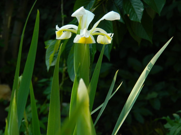 DSCN7652 - 2015_MAI_4