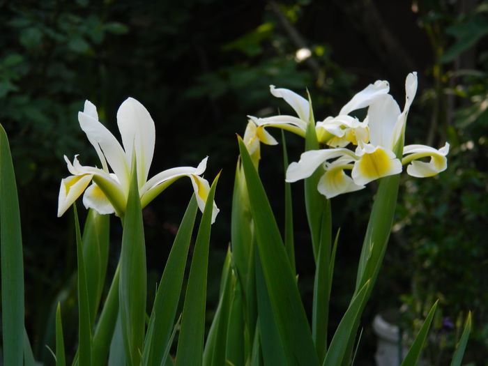 DSCN7654 - 2015_MAI_4