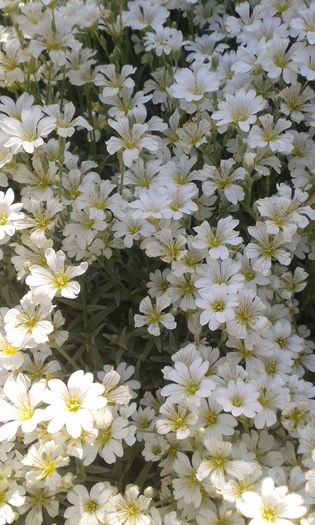 Cerastium
