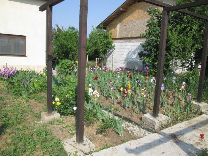 IMG_0846 - Irisi 2015 gradina nr 1
