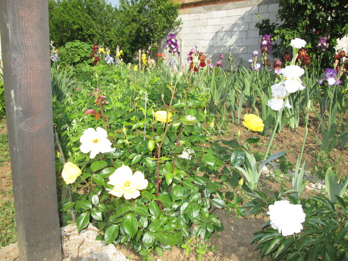 IMG_0847 - Irisi 2015 gradina nr 1