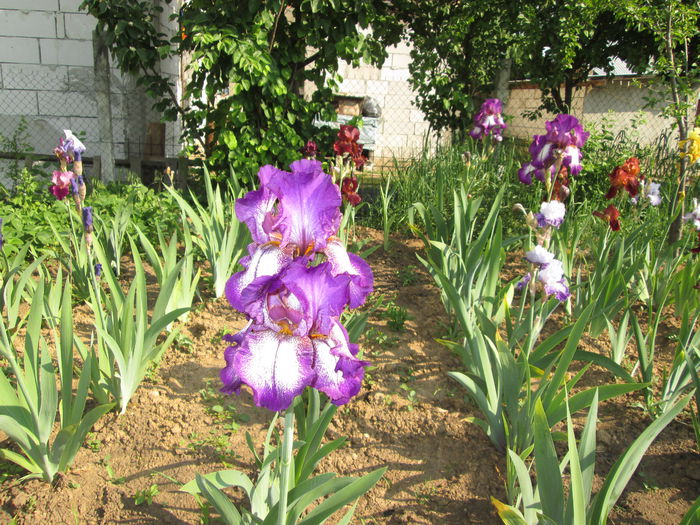 IMG_0850 - Irisi 2015 gradina nr 1