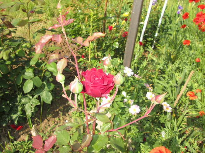 IMG_0853 - Irisi 2015 gradina nr 1