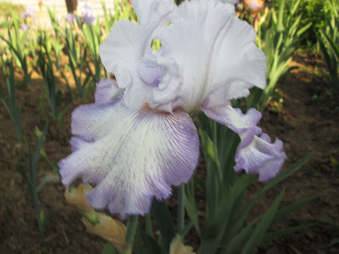 IMG_0875 - Irisi 2015 gradina nr 1