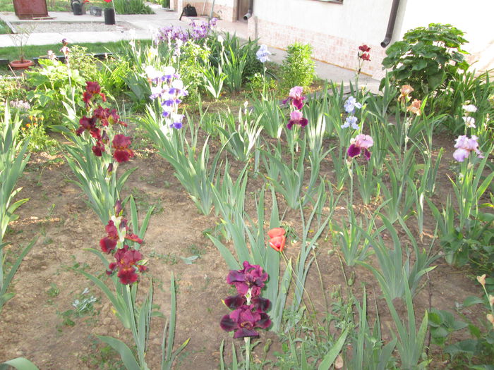 IMG_0900 - Irisi 2015 gradina nr 1