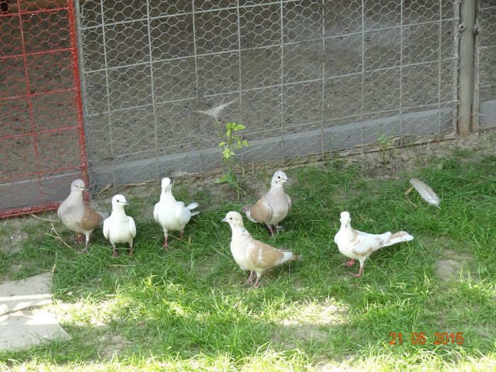 DSC08988