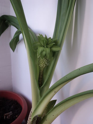 eucomis