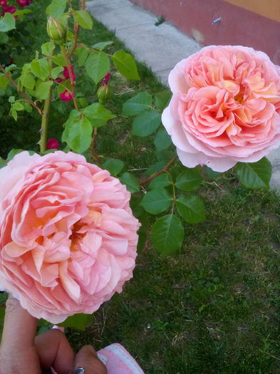 IMG_20150522_113540 - trandafiri maturi 2015