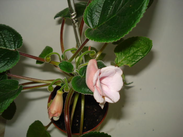 DSC01299 - SINNINGIA 2015