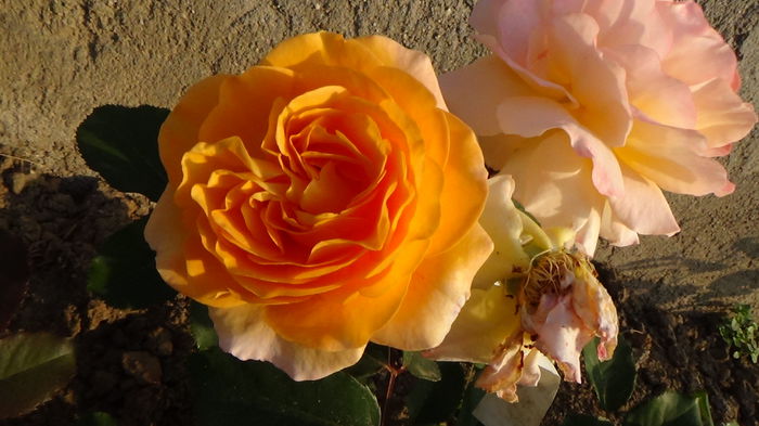 DSC02535 - Rose de Gerberoy