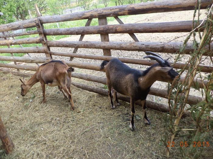 Alpinele pe afara-94