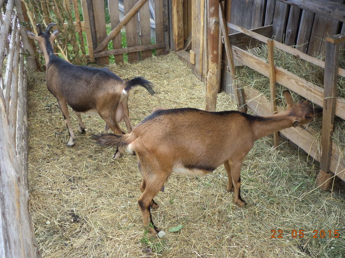 Caprioara si Negruta la fan si cetina