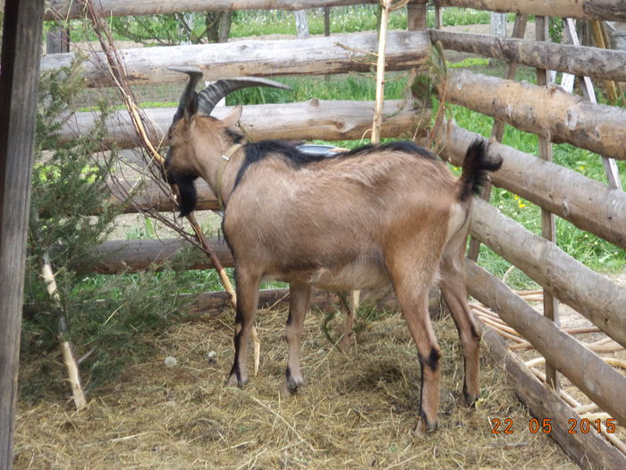 Cezar are 1 an si 4 luni