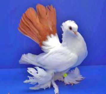 RLBYQDC - Porumbei in Lume