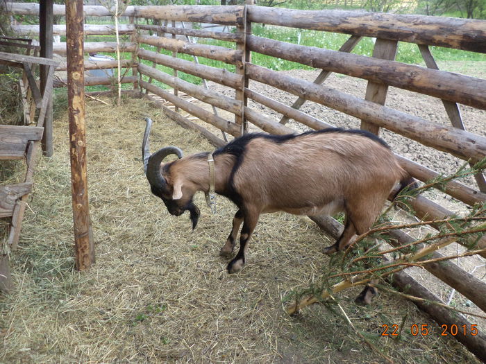 Cezar i-a parul intre coarne