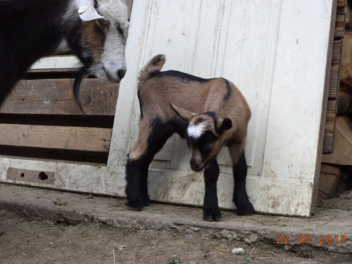 Cezara ieduta lui Cezar