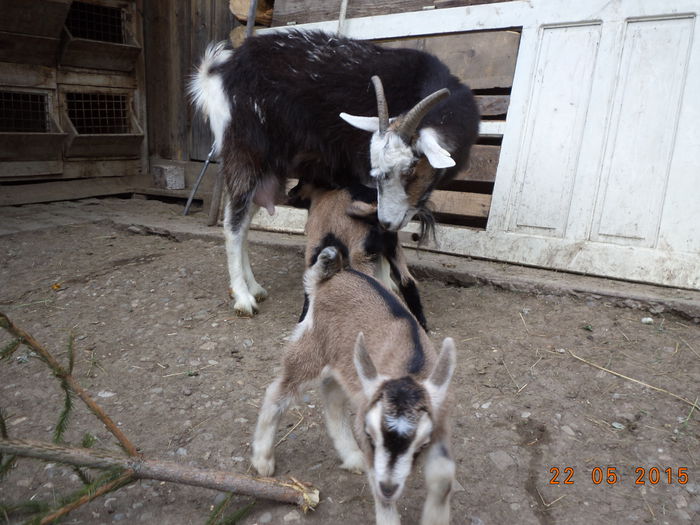 Cezara suge putin lapte - STELUTA si iezisorii ei