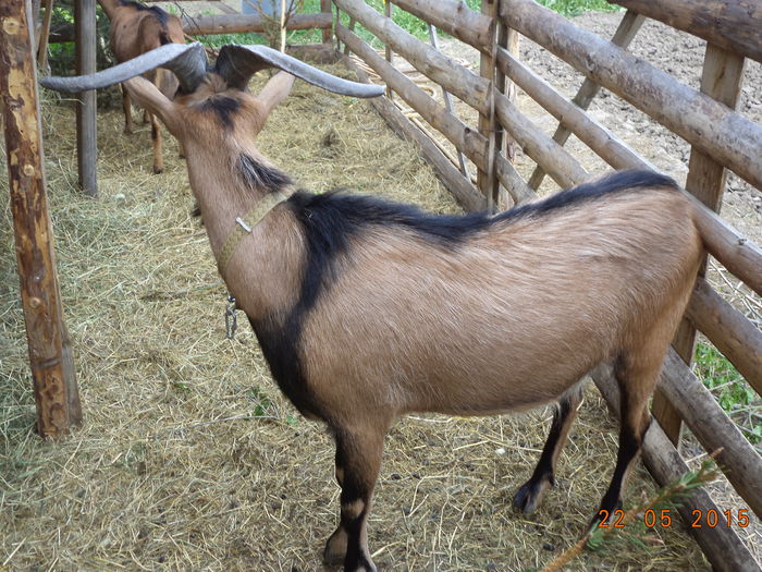 Coarne frumoase - STELUTA si iezisorii ei