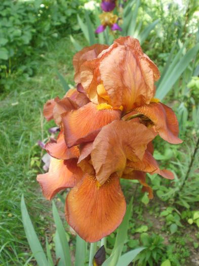  - Iris