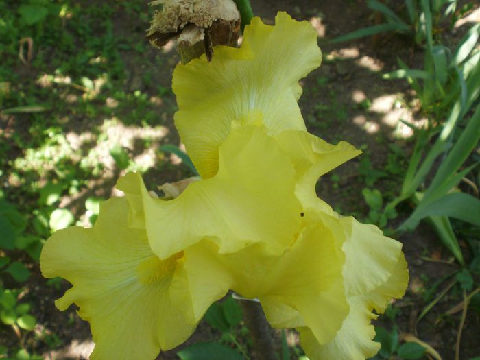  - Iris