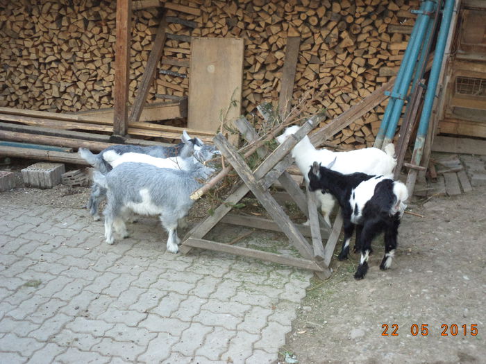 Iezii  la zbenguiala-9