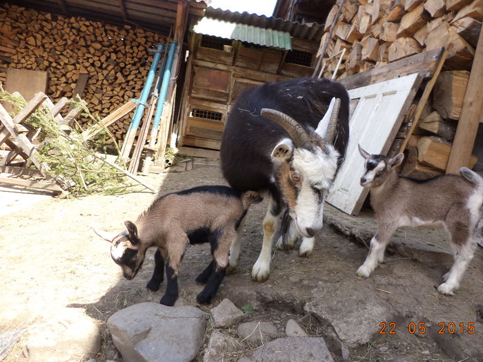 Iezisorii cu Steluta-3