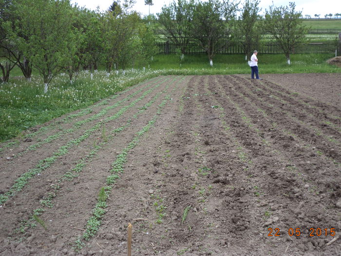 Napii si guliile furajere pt capre la iarna