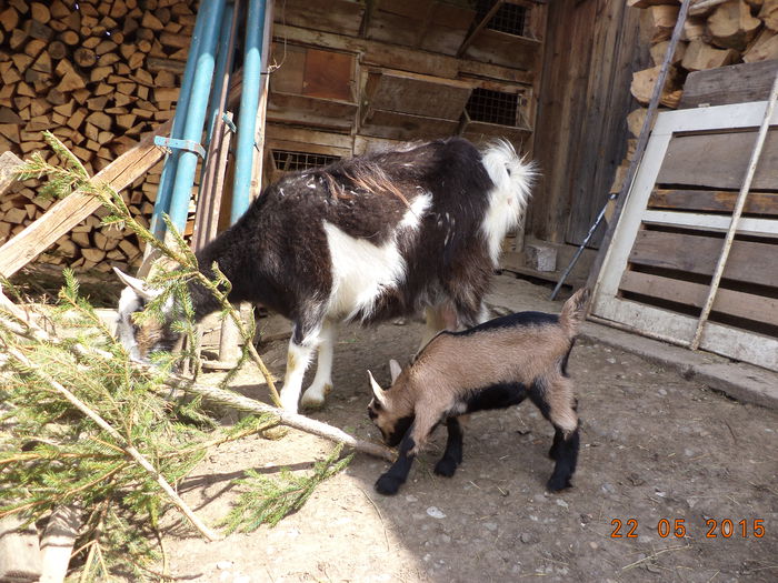 Steluta cu iezii la cetina