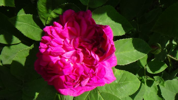 DSC02647 - Rose de Rescht