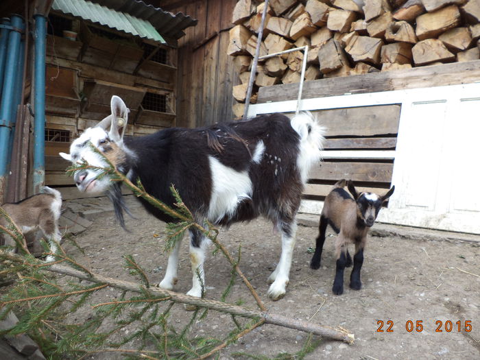 Steluta la cetina-8x